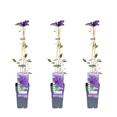 3x - Klematis 'Der Präsident' - ?65cm - ß15