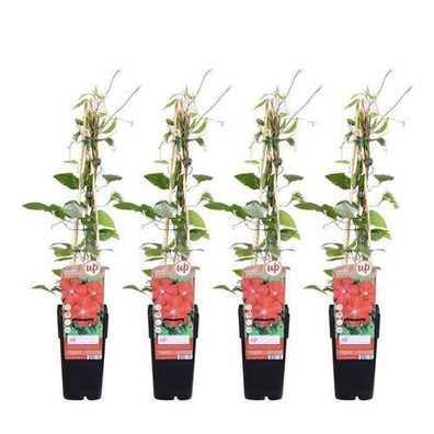 4x - Klematis 'Rouge Cardinal' - ?65cm - ß15