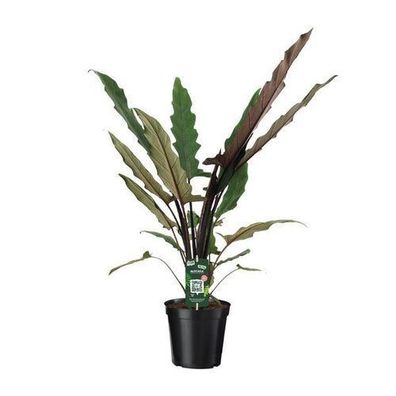 Alocasia Lauterbachiana - ß19cm - ?80cm