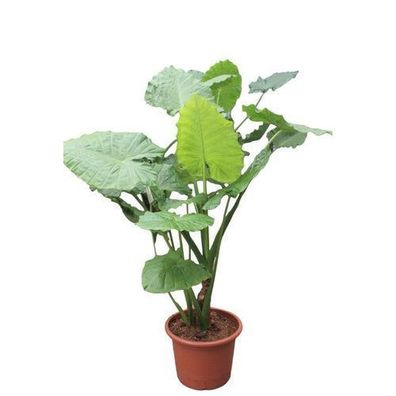 Alocasia Macrorrhiza - 180 cm - Ã¸50