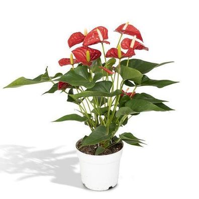 Anthurium Rot - ß17cm - ?55cm