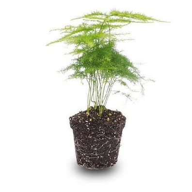 Asparagus Setaceuse Plumosus - Zierspargel - Terrarienpflanze - Topfgröße 6