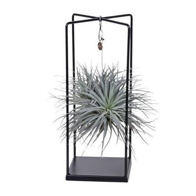Tillandsia Mix 1 gesteckt ß20cm - ?20cm