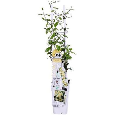 Trachelospermum 'Stern der Toskana' - Toskanischer Jasmin Gelb - ß15cm - ?65cm