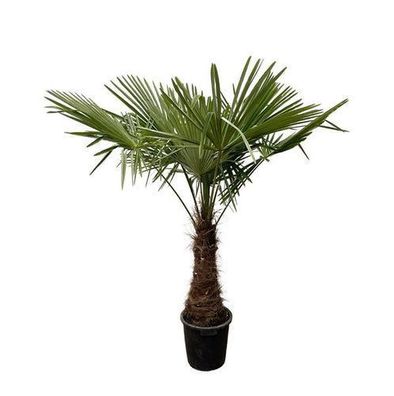 Trachycarpus - 240cm- ß45