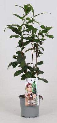 Camellia Sinensis - Teepflanze - ß12cm - ?40cm