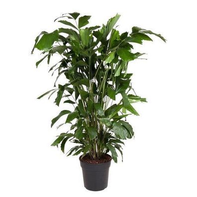 Caryota Mitis - 140 cm - Ã¸27