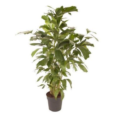 Caryota Mitis - 150 cm - Ã¸27