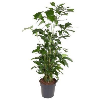 Caryota Mitis - 160 cm - Ã¸31