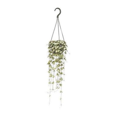 Ceropegia Woodii Hang - ß14cm - ?50cm
