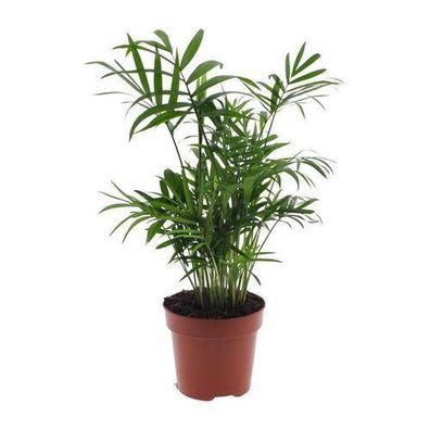 Chamaedorea Elegans - Mexikanische Bergpalme - ß17cm - ?55cm - ß12cm - ?40cm