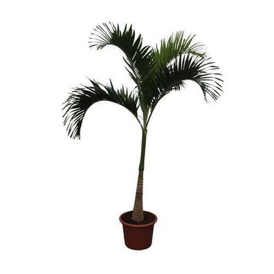Veitchia Merrillii - 250 cm - Ã¸50