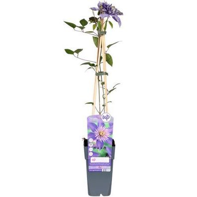 Clematis Multi Blau - Clematis Blauw - ß15cm - ?65cm