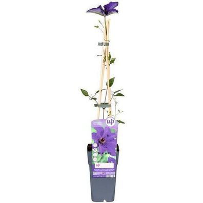 Clematis The President - Clematis Lila - ß15cm - ?65cm