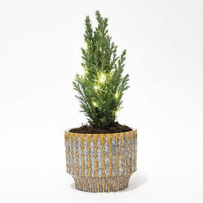 Weihnachtsbaum 'Ellwoodii' + Topf Echo + 20 Weihnachtslichter - 25 - 30 cm hoch