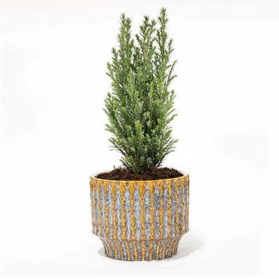 Weihnachtsbaum 'Ellwoodii' + Topf Echo - 25 - 30 cm hoch