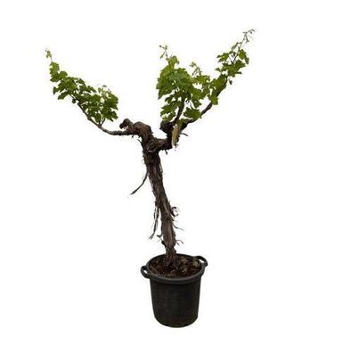 Weintraubenbaum (Vitis Vinifera) Stamm verzweigt - 220 cm - Ã¸55