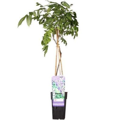 Wisteria sinensis 'Prolific' - Glyzinie - ß15cm - ?65cm