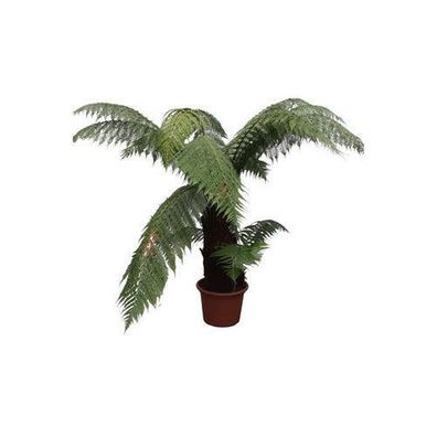Dicksonia Antarctica - 180 cm - Ã¸50