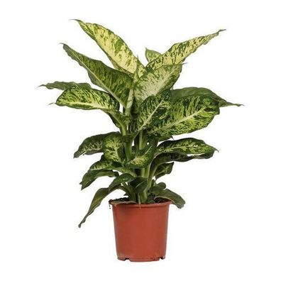 Dieffenbachia Mars - ß17cm - ?50cm