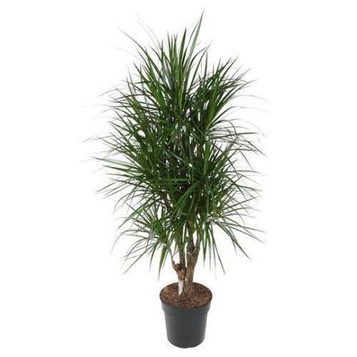 Dracaena Marginata verzweigt - 140 cm - Ã¸31