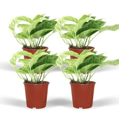 Epipremnum Marble Queen - 4 Stécke - ß12cm - ?15cm