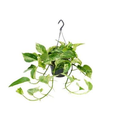Epipremnum Marmorkönigin - Scindapsus - ß15cm - ?25cm - ß15 - ?25cm