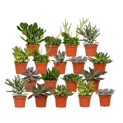 Everspring - Sukkulenten Mix - 18 Stéck - 10 cm - ß8,5
