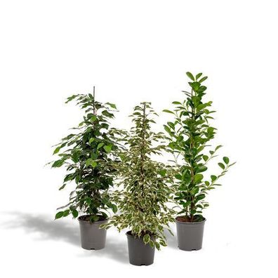 Ficus Benjamina Danielle - ß21cm - ?95cm + Ficus Benjamina Dämmerung - ß21cm - ?95cm