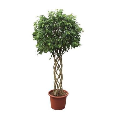 Ficus Benjamina Exotica geflochtener Stamm - 250 cm - Ã¸55