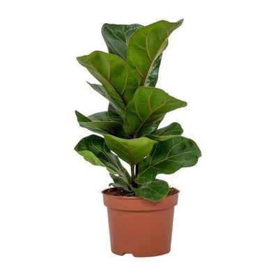 Ficus Lyrata - ß12cm - ?30cm