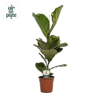 Ficus Lyrata - ß17cm - ?60cm
