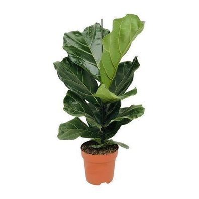 Ficus Lyrata - ß17cm - ?75cm