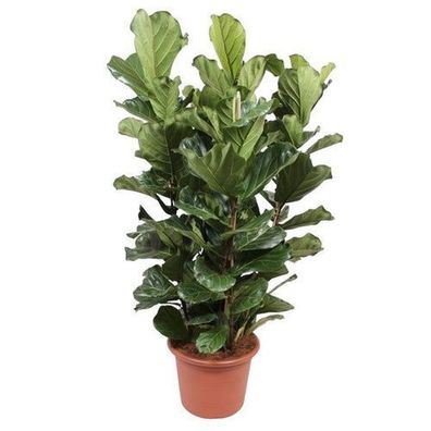 Ficus Lyrata Busch XL - 200 cm - Ã¸50