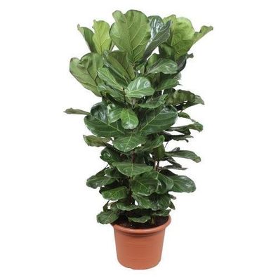 Ficus Lyrata Strauch XL - 180 cm - Ã¸45