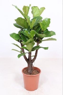 Ficus Lyrata verzweigt - ß27cm - ?120cm