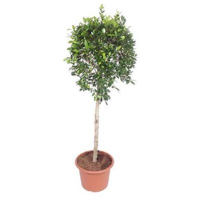 Ficus Nitida Baum - 170 cm - Ã¸40
