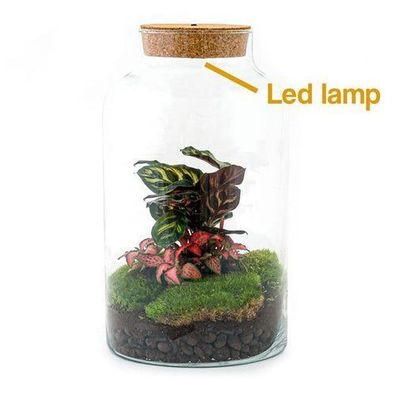 Flaschengarten - Milky Calathea mit Lampe - ? 31 cm - Normal