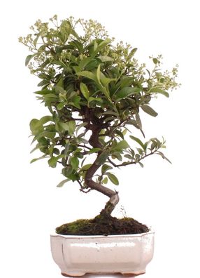 Bonsai - Pyracantha spec., Feuerdorn 225/40