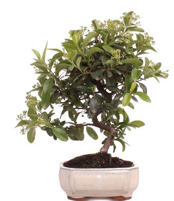 Bonsai - Pyracantha spec., Feuerdorn 225/41
