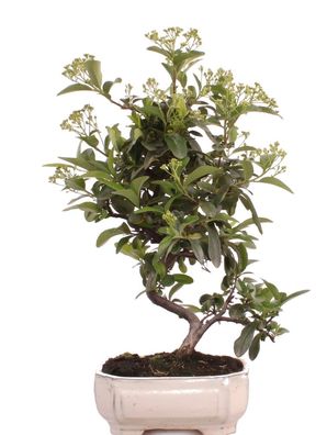 Bonsai - Pyracantha spec., Feuerdorn 225/43