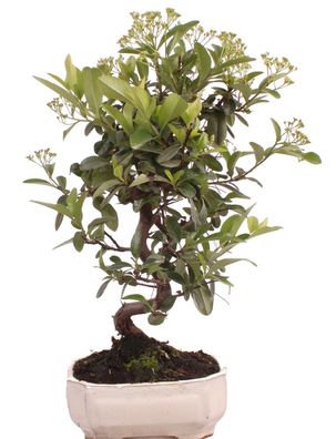 Bonsai - Pyracantha spec., Feuerdorn 225/44