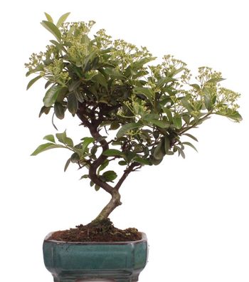 Bonsai - Pyracantha spec., Feuerdorn 225/46