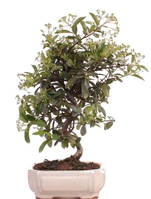 Bonsai - Pyracantha spec., Feuerdorn 225/47