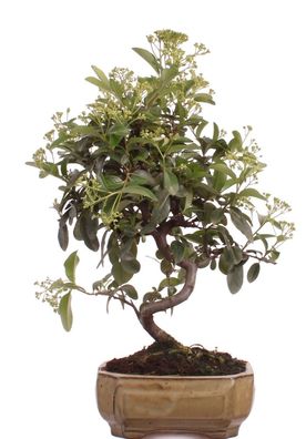 Bonsai - Pyracantha spec., Feuerdorn 225/48