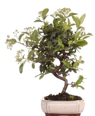 Bonsai - Pyracantha spec., Feuerdorn 225/49