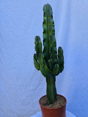 Euphorbia Eritrea im 21 cm Topf