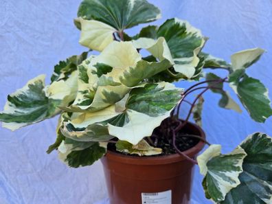 Japanischer Scheingoldkolben, Leopardenpflanze, Ligularia, Farfugium japonicum Argent