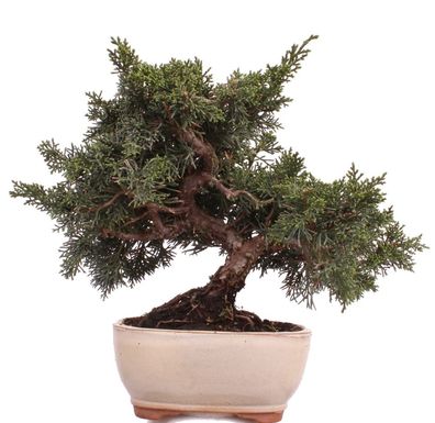Bonsai - Juniperus chinensis 'Kyushu', Chinesischer Wacholder 225/04