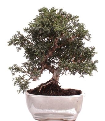 Bonsai - Juniperus chinensis 'Kyushu', Chinesischer Wacholder 225/05